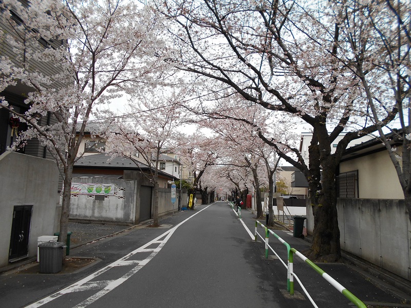 深沢の桜