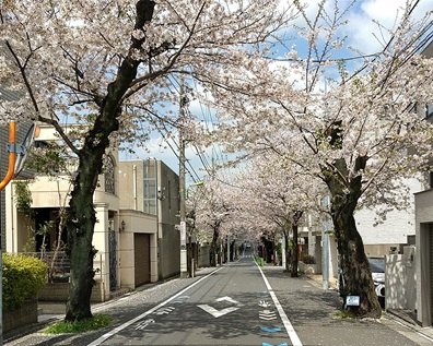 深沢高校周辺の桜並木