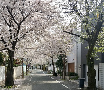 深沢高校周辺の桜